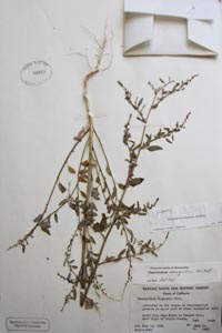 Herbarium sheet of 